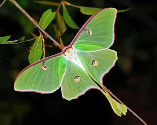 Beautiful Luna Moth paint by numbers