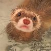 Brown Ferret paint by number