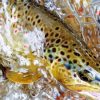 Brown Trout Sish In Water paint by numbers
