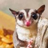 Cute Sugar Glider Animal paint by numbers