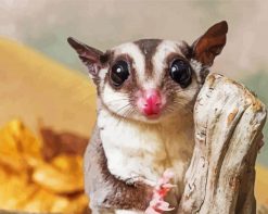 Cute Sugar Glider Animal paint by numbers