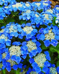 Blue Hydrangeas paint by numbers