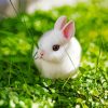 White Baby Rabbit paint by numbers