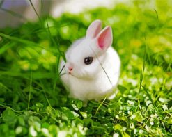 White Baby Rabbit paint by numbers