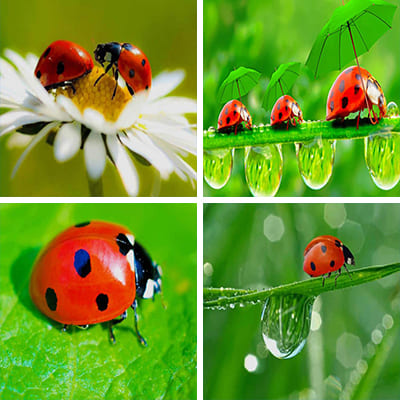 Ladybug painting by numbers