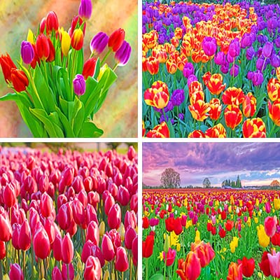 Tulips painting by numbers