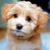 Beige Maltipoo Dog paint by numbers