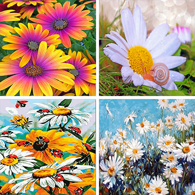 daisies painting by numbers