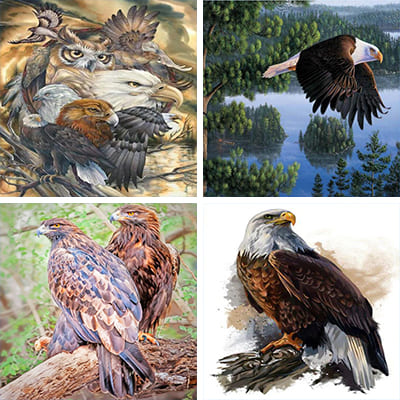 eagle painting by numbers