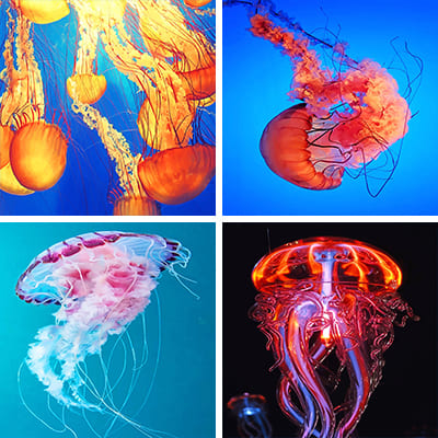 jellyfish painting by numbers