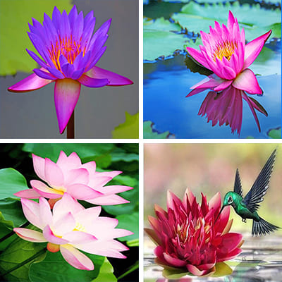 lotus blossom painting by numbers