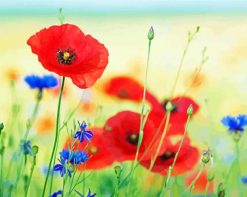 Red Poppies And Blue Cornflowers paint by numbers
