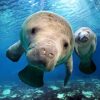 Cute Manatees paint by numbers