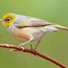 Waxeye Paint By Numbers