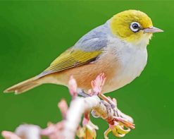 Waxeye Bird Paint By Numbers